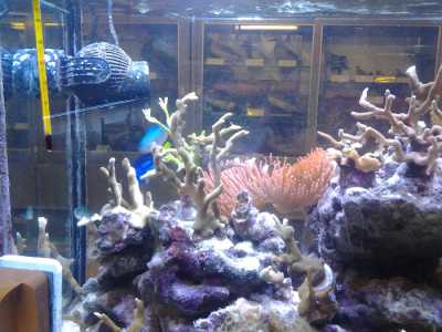 Museo del Dipartimento di Biologia: un acquario con all'interno dei coralli 